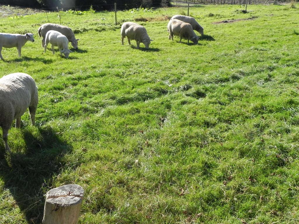 Hoeve De Mertel Biezenmortel المظهر الخارجي الصورة